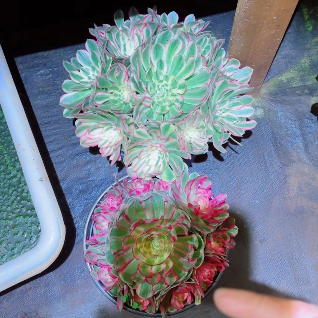 云南多肉植物孔雀翎