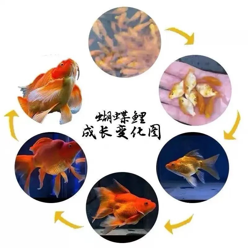 补价专用，慎拍不发鱼，不是鱼，不是鱼，不是鱼！！！