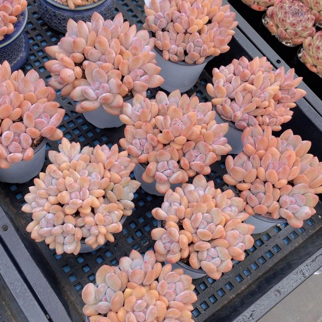 量拍39号奶油粉香水组合手捧满满一盆