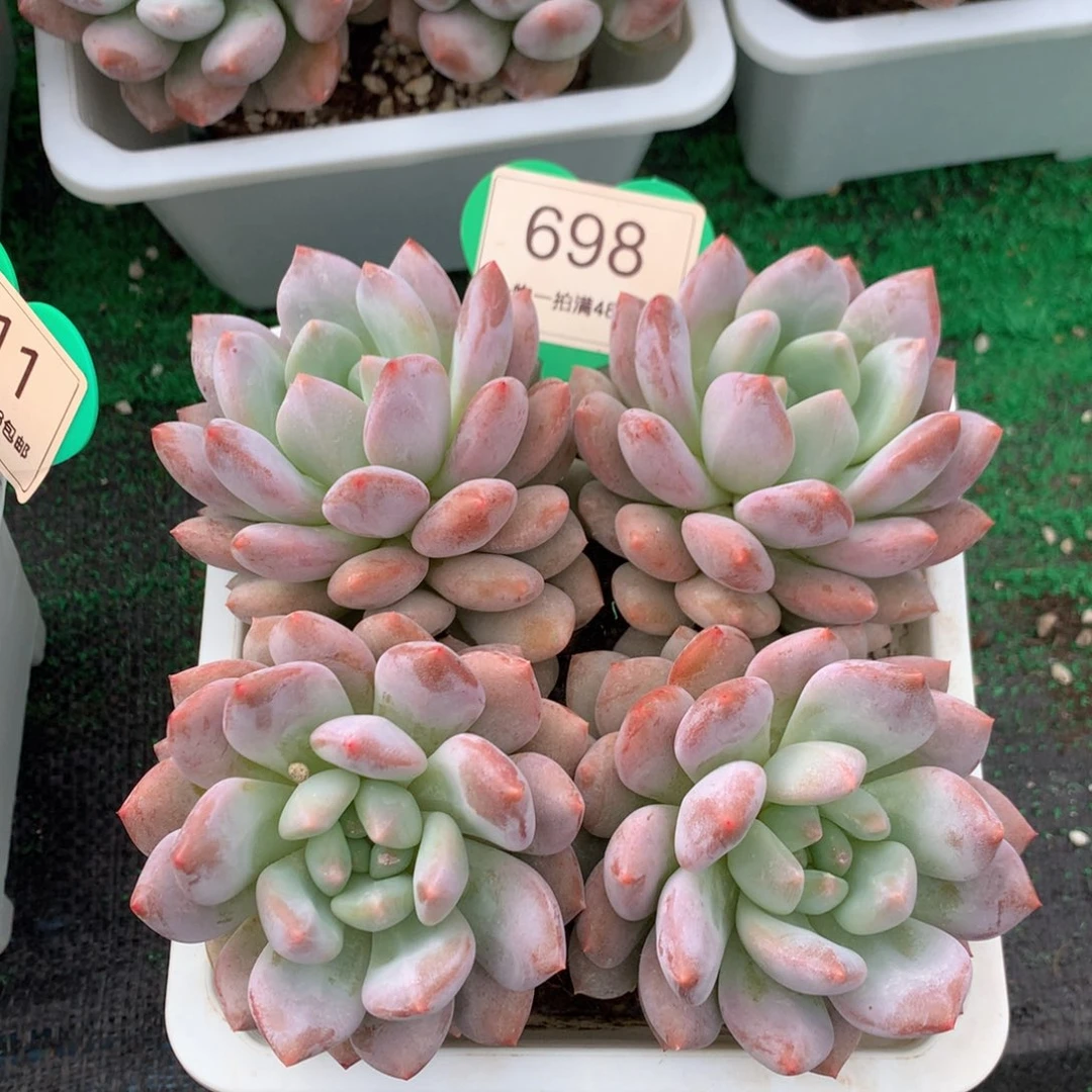 半夏老桩无砍平头698