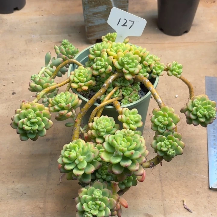 多肉植物，香格里拉127号