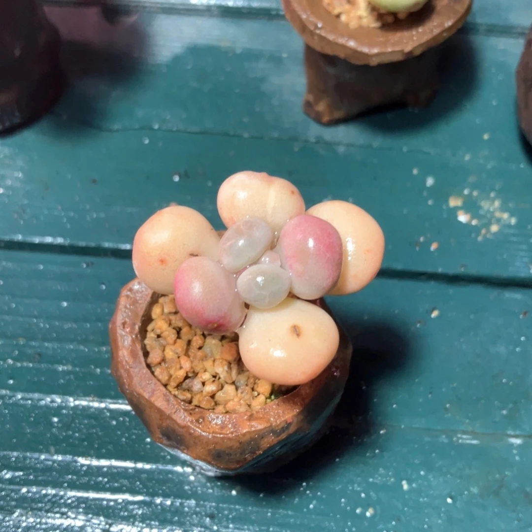 奶咖油煎丸子专拍