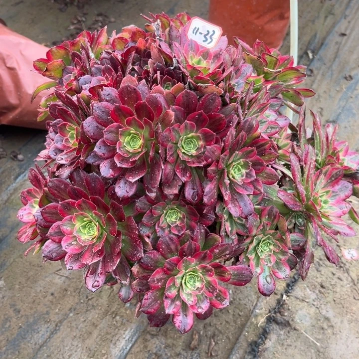 11-33安娜多肉植物