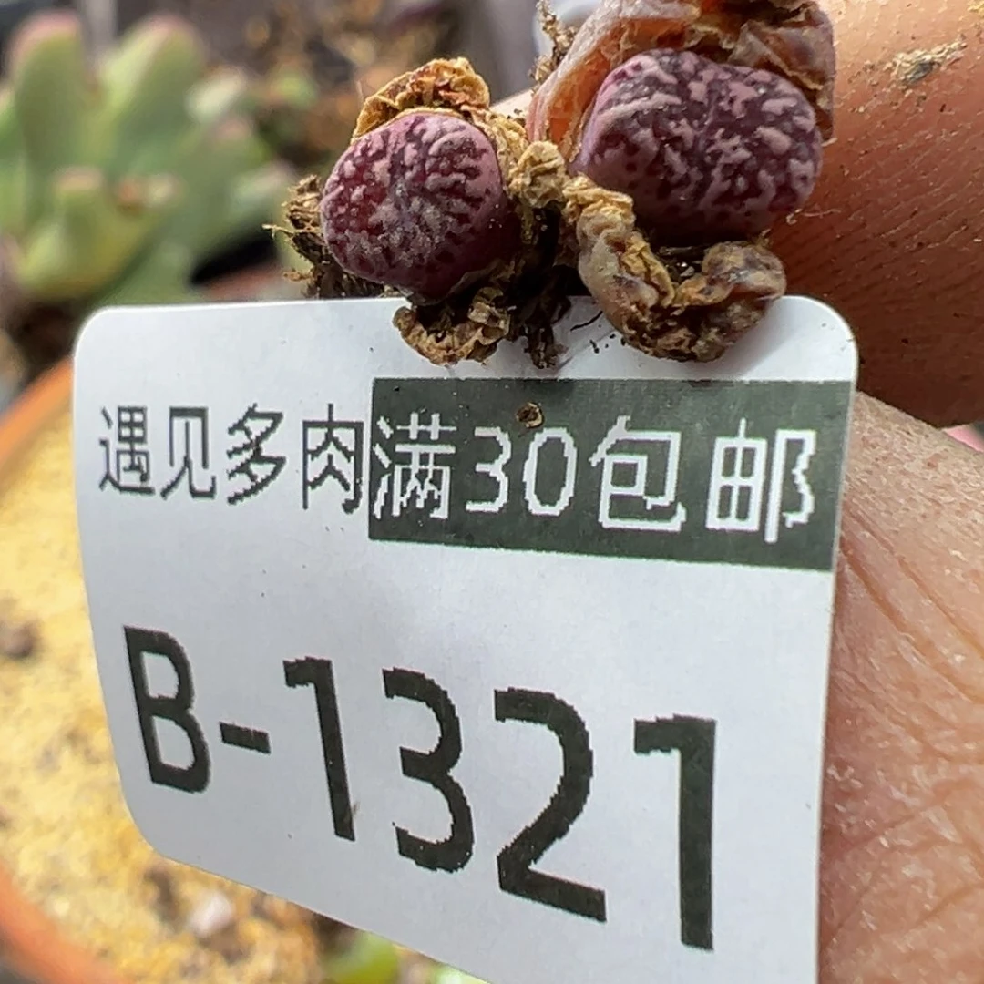 多肉植物1111111111111