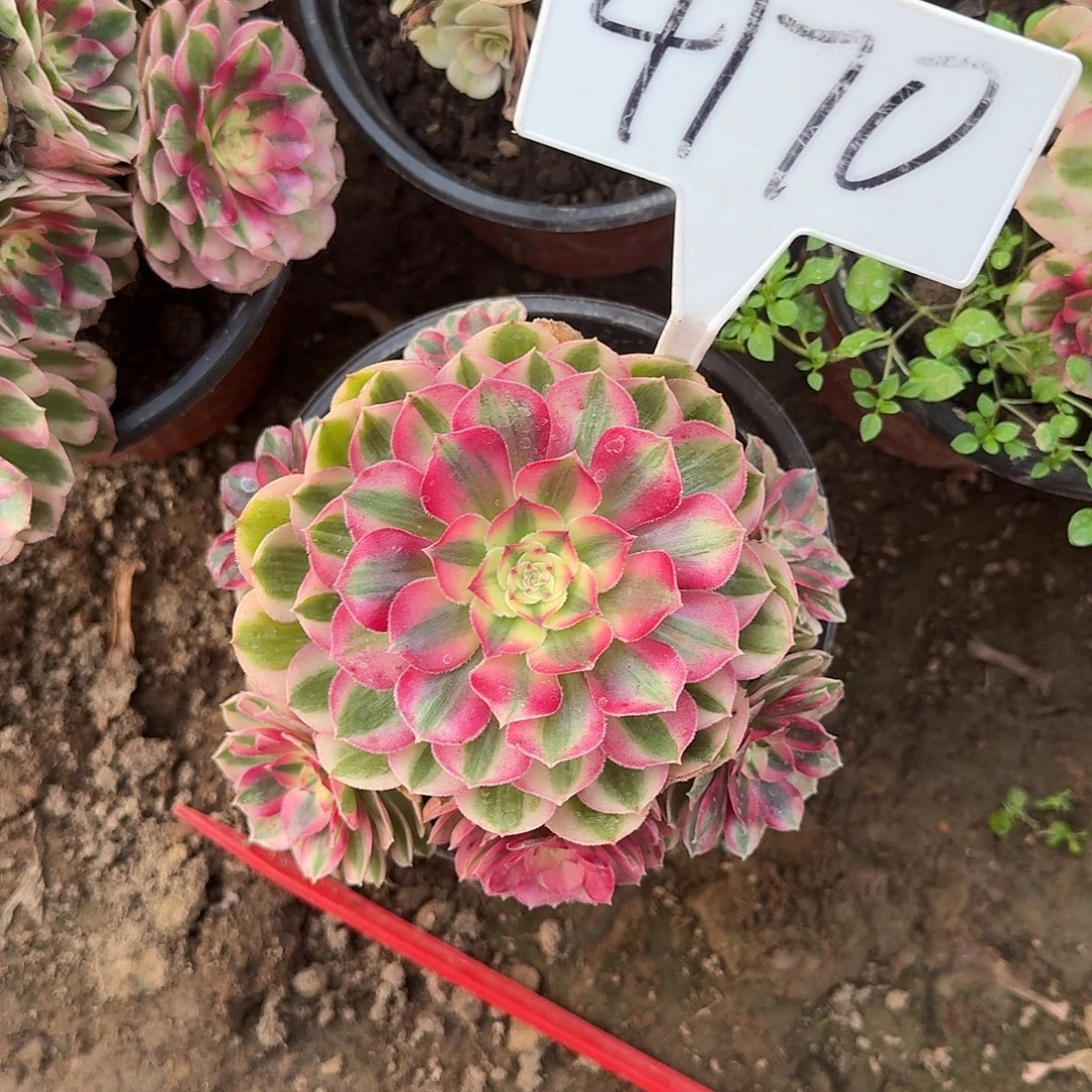 4170倾城多肉法师多肉