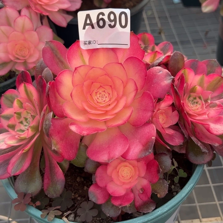690荔枝18厘米左右
