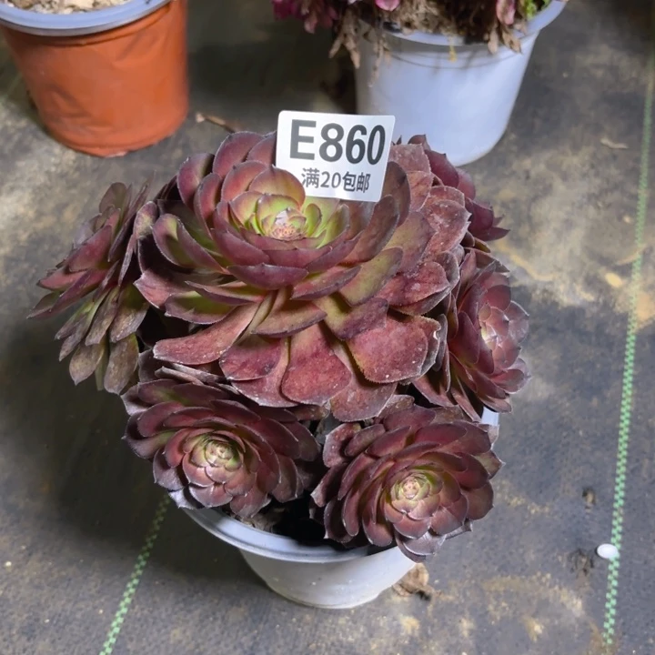 瑞妈一物一拍860