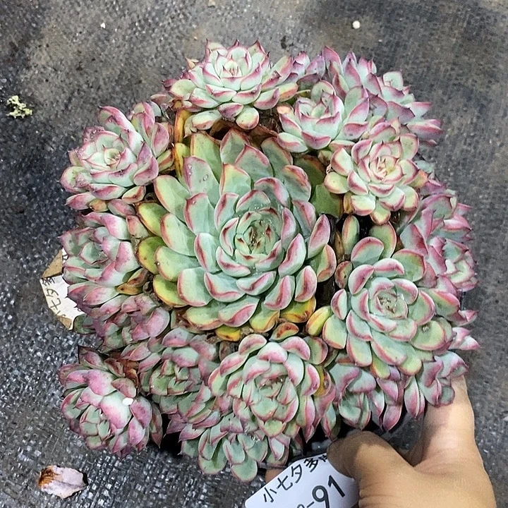 小七夕多肉荷花91