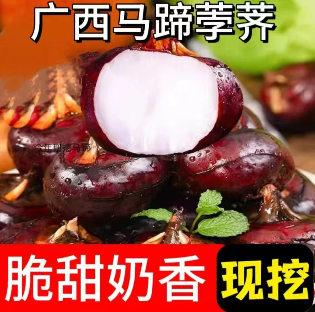 贺州水果马蹄（新鲜即食）来自世界长寿之乡