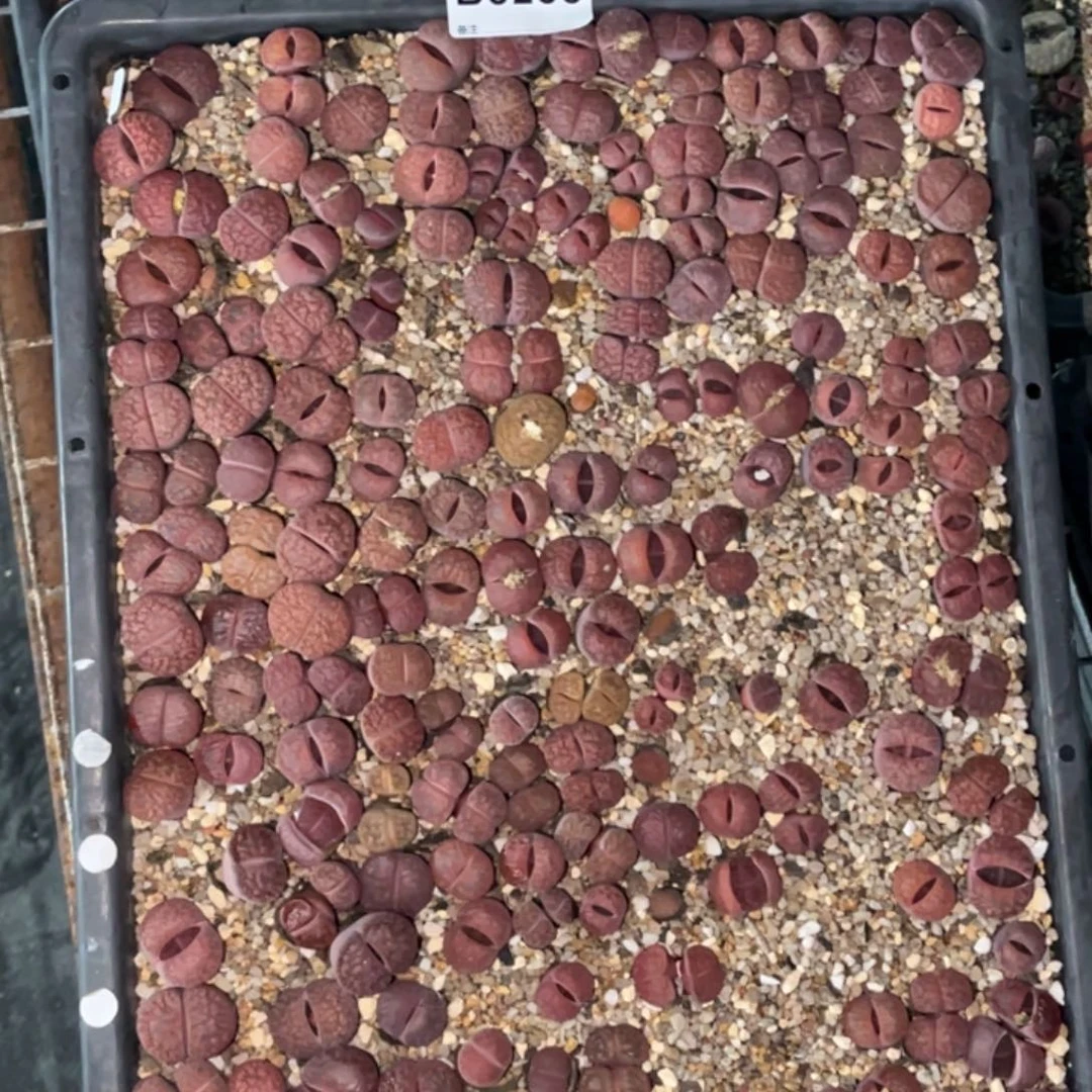 S***n3238福利筐子1不售后