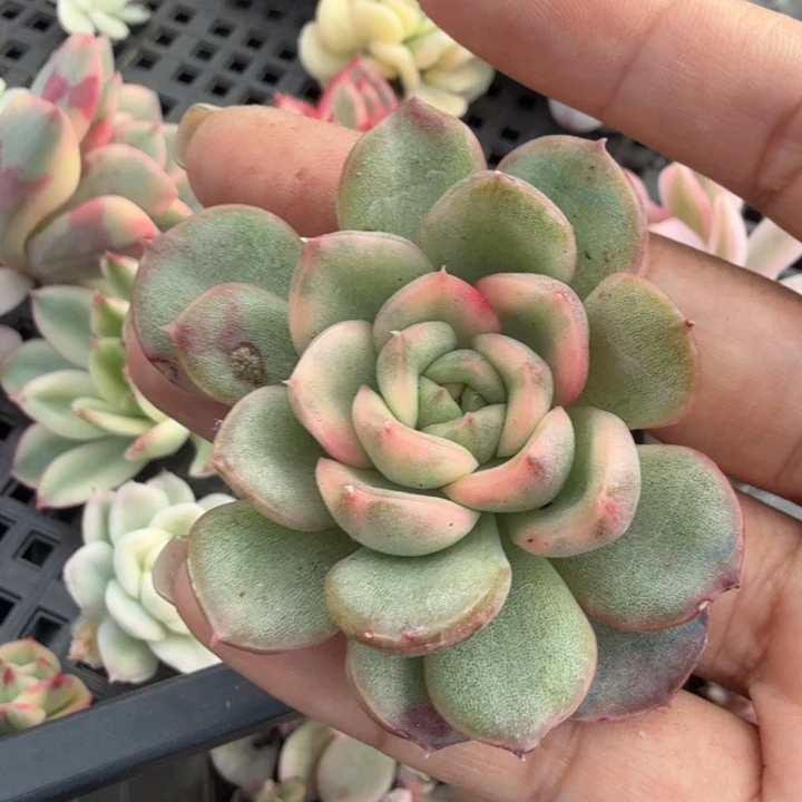 宝丽安娜腹轮锦主头