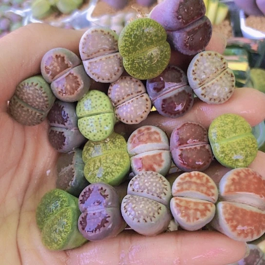 无花朵2831，1.7-2厘米如图20棵