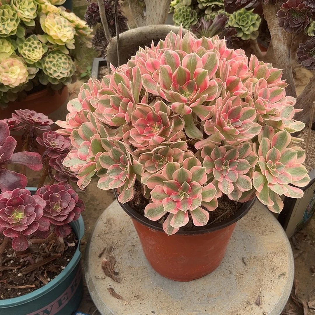 6妖月无主头多肉植物