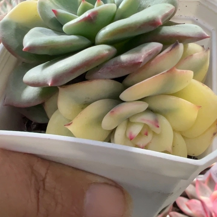 三文鱼锦多肉植物2510