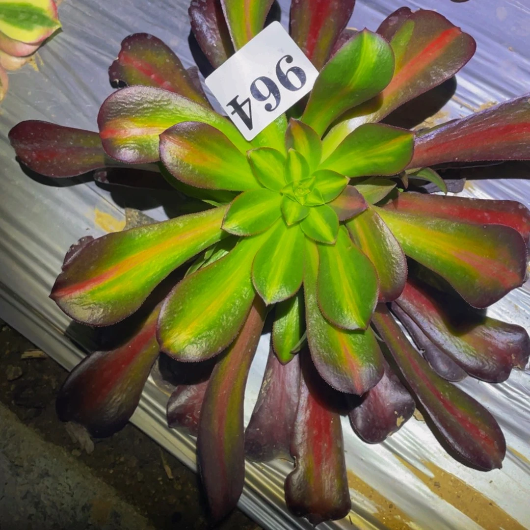 华纳多肉植物的人964