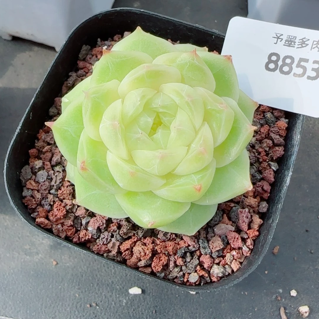 梨花白，8853多肉植物