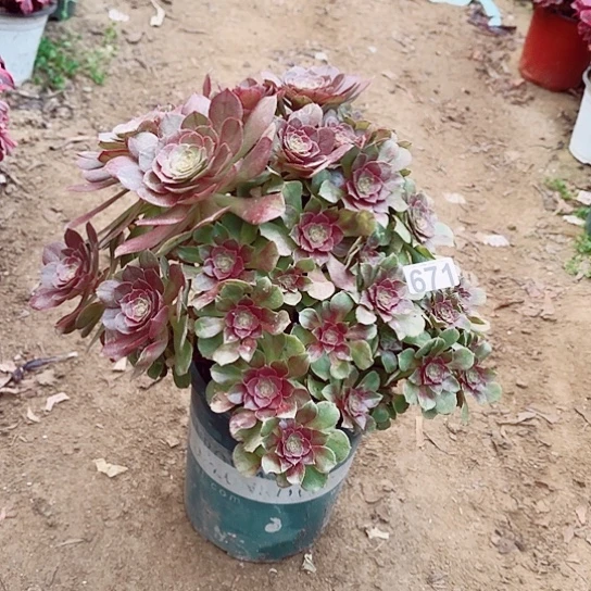 671万圣节掐心爆崽