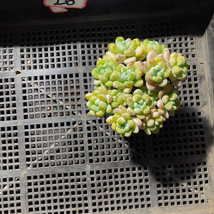 聆***…26号筐带盆土发货