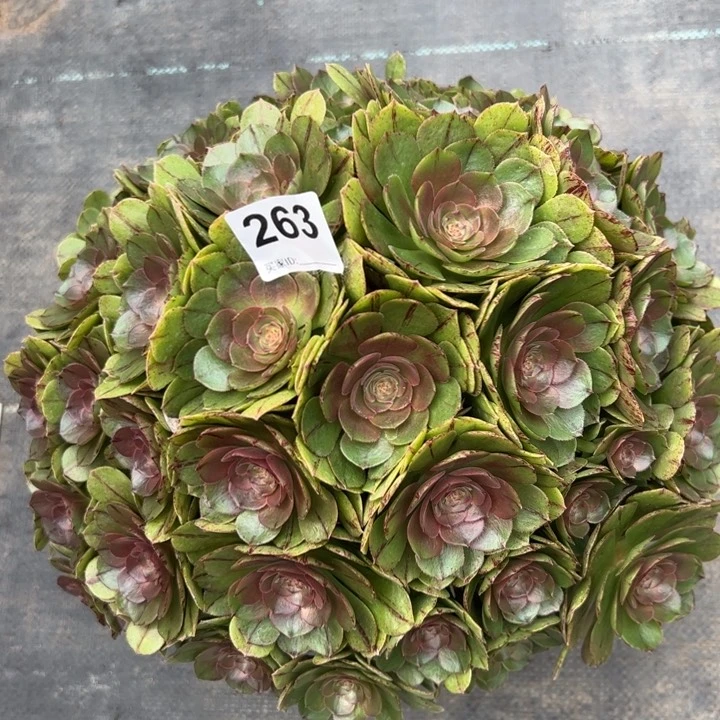 263万拉丝32厘米左右