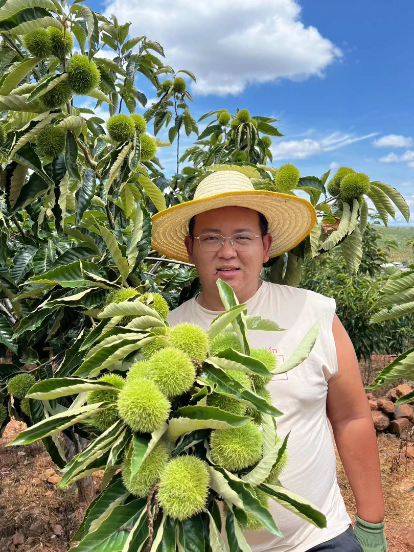 2025年云南高山老树老品种新鲜油板栗