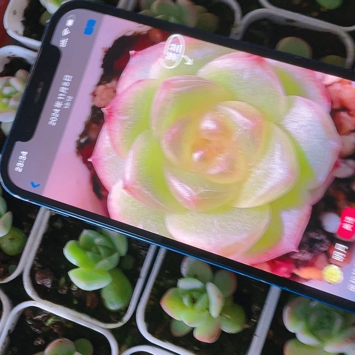 芝兰中盆一个满25包邮