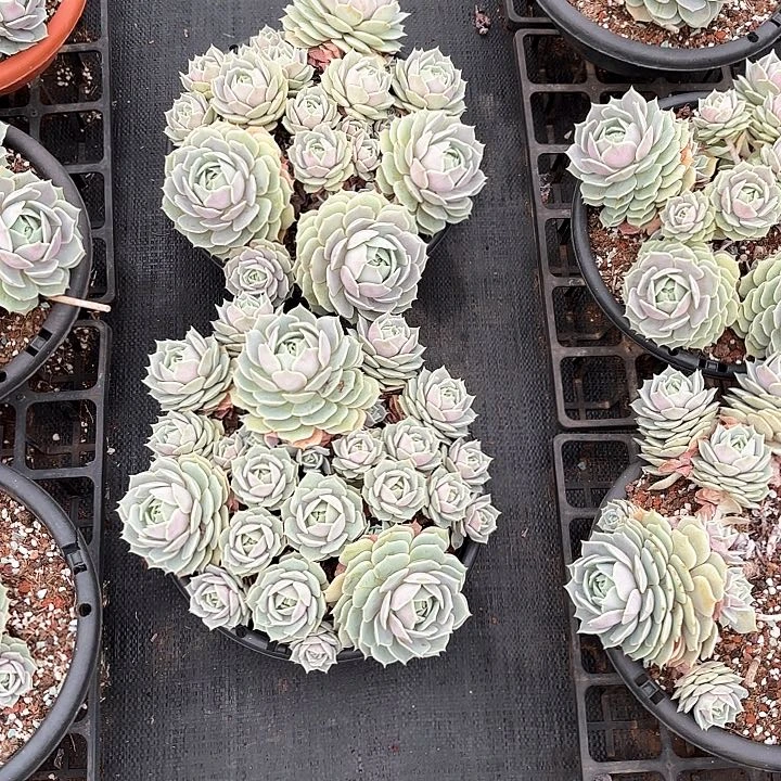 罗多肉植物，露娜莲两颗