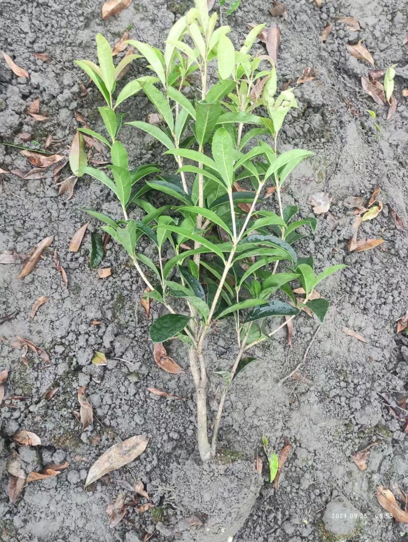 【国庆福利】桂花绿植盆栽四季桂佛顶珠爆花机器四季开花浓香型