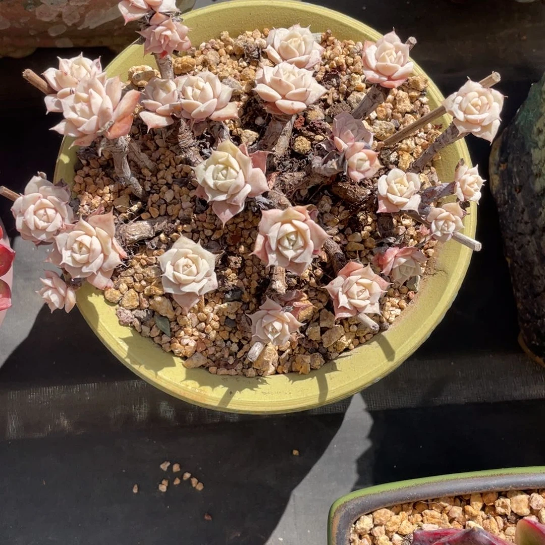 范女王老桩木质化