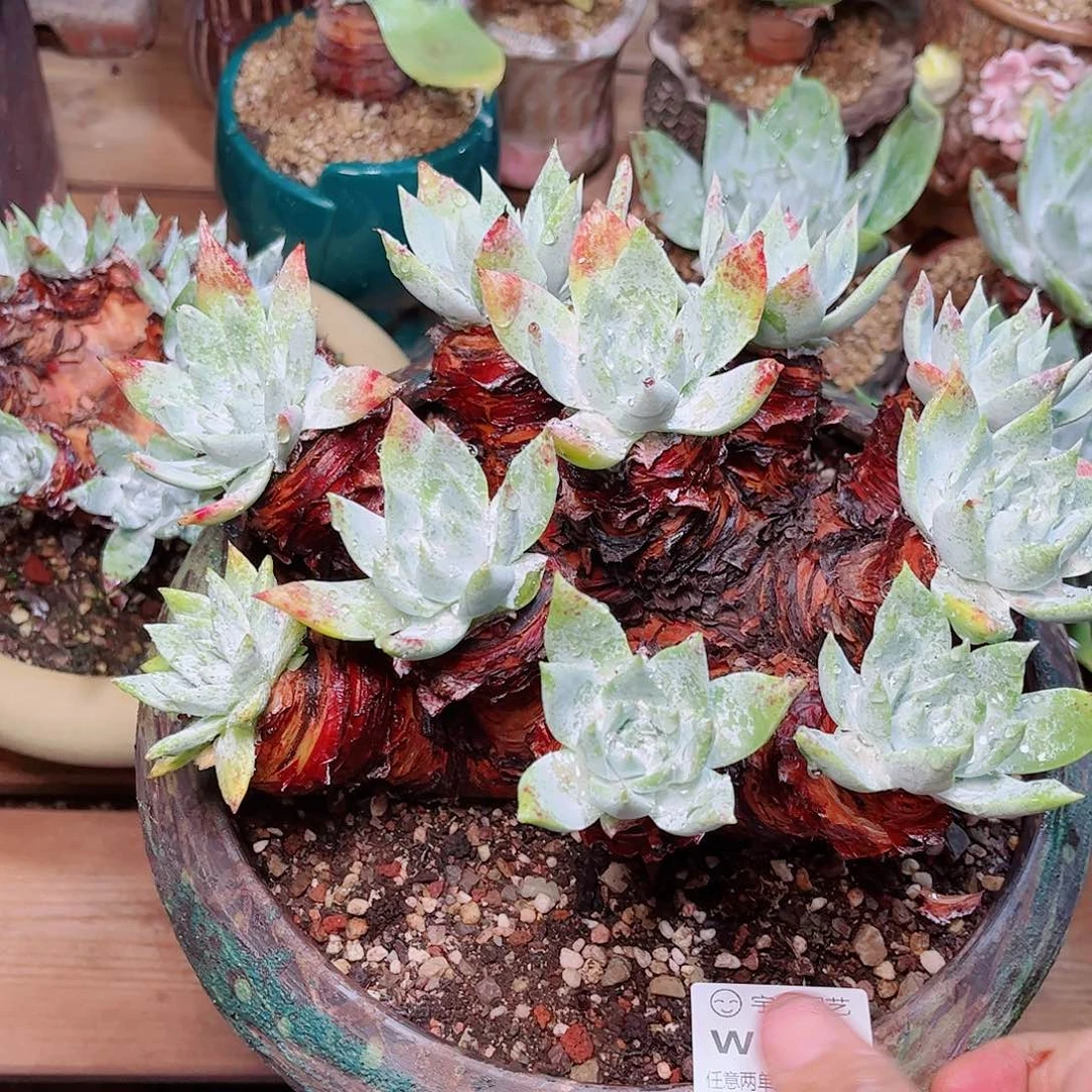 金**头5365牡丹苹果叶多肉