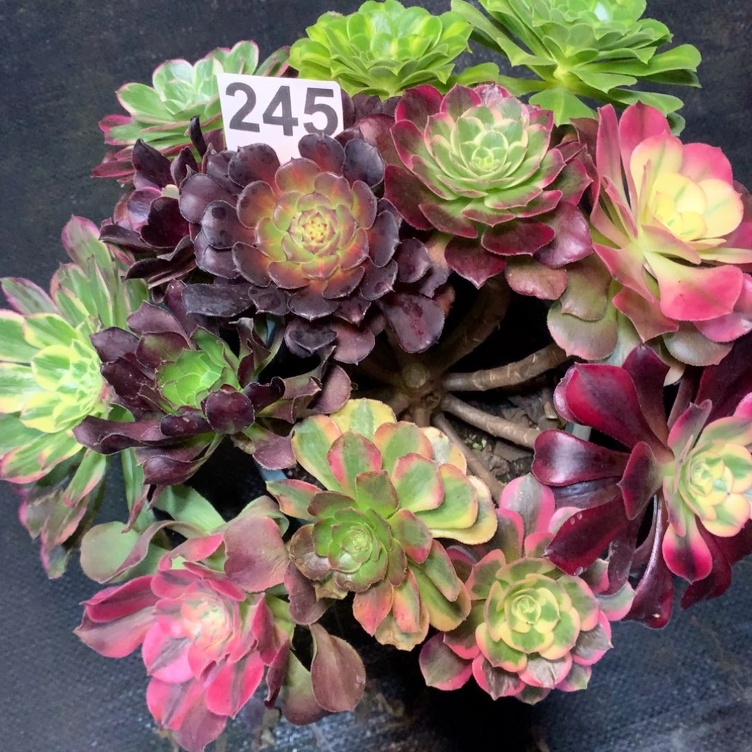 人***。嫁接的243法师多肉福利300000