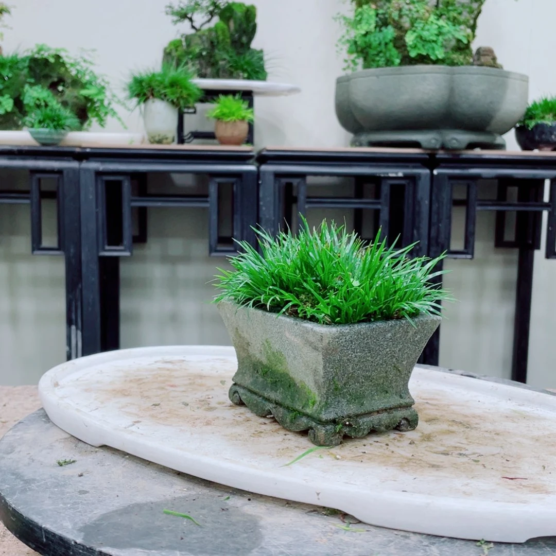 无铅玻璃渐*铁线蕨的一个分支叫做