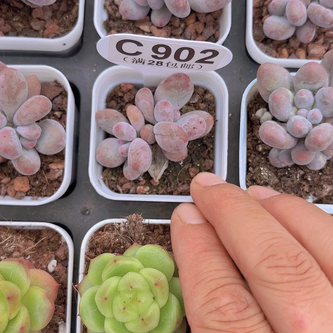 C902芭比奶一物一拍
