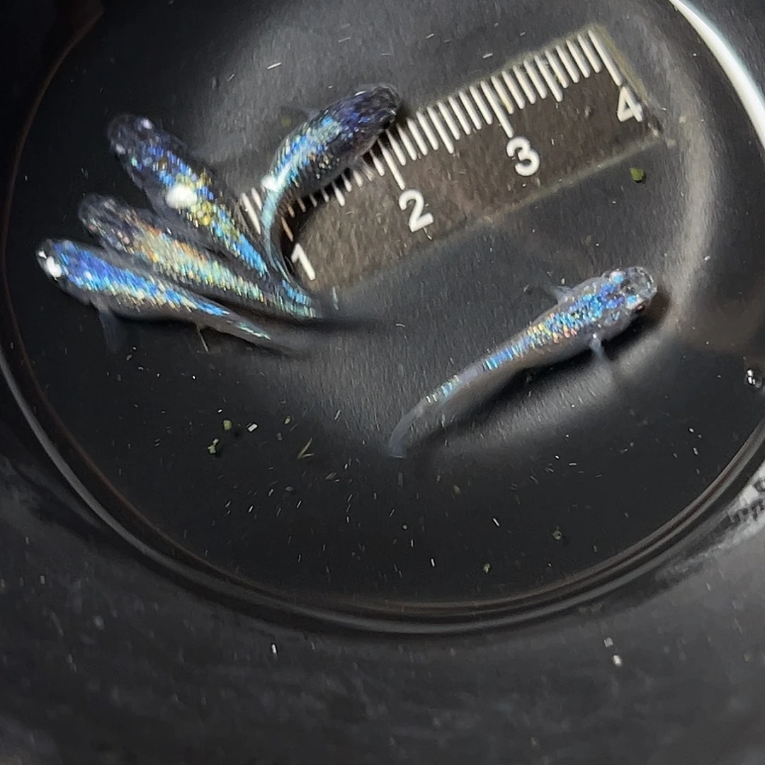 海水海王星一组24号
