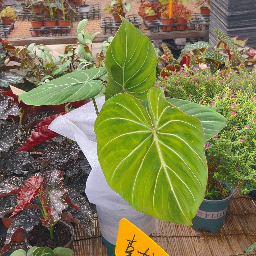 完全开放明脉大群孤品