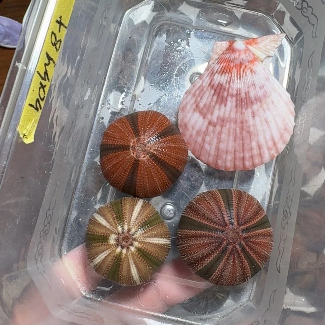 贝壳混搭一物一拍
