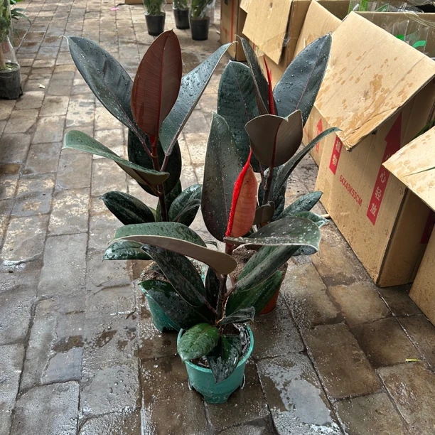 大盆黑金刚橡皮树盆栽植物室内客厅绿植