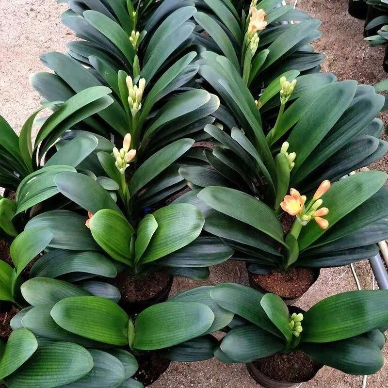 【当年开花】君子兰花君子兰盆栽君子兰苗四季常青植物蝴蝶兰花