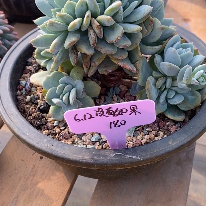 福多多花卉园艺星影