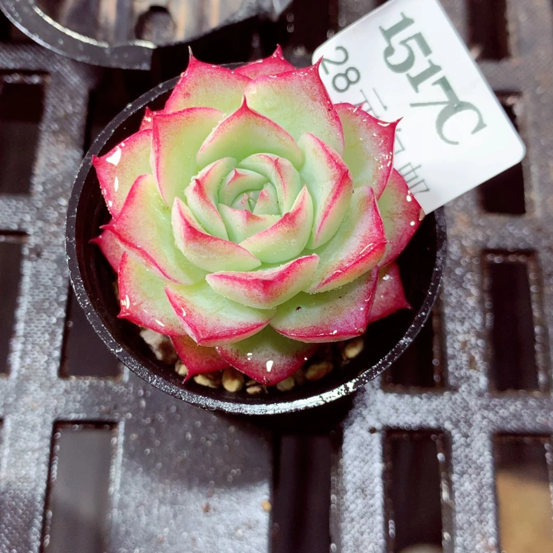 5厘米盆精控多肉1517