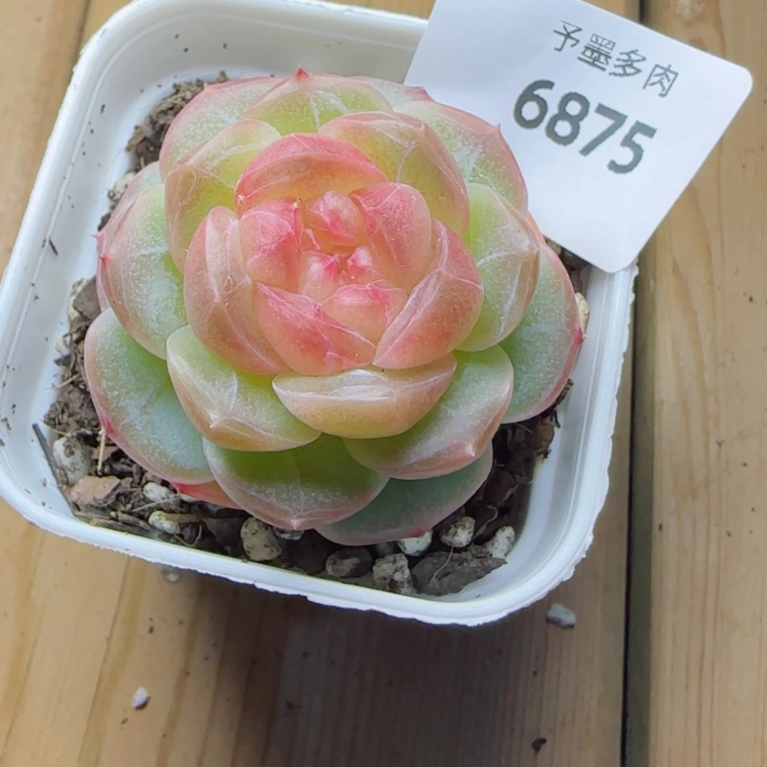 孤品珍妮，6875多肉植物
