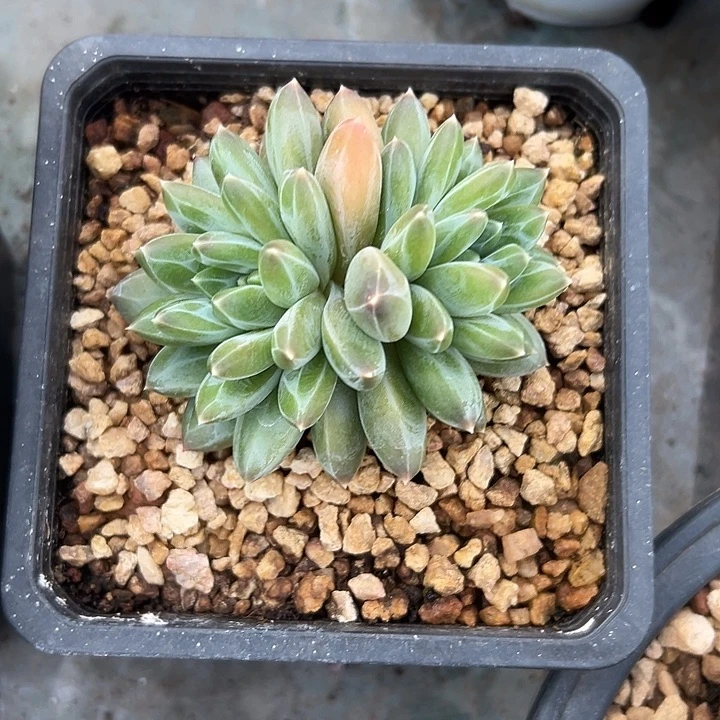 不知名美人双头多肉