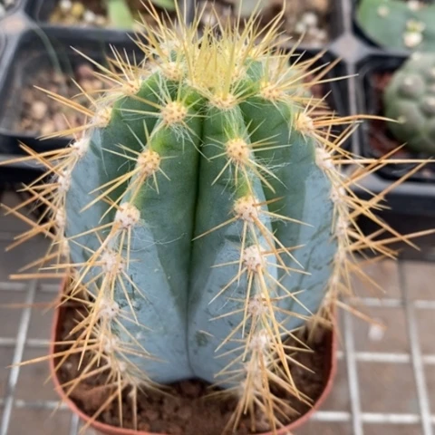 蓝柱单头球6仙人球