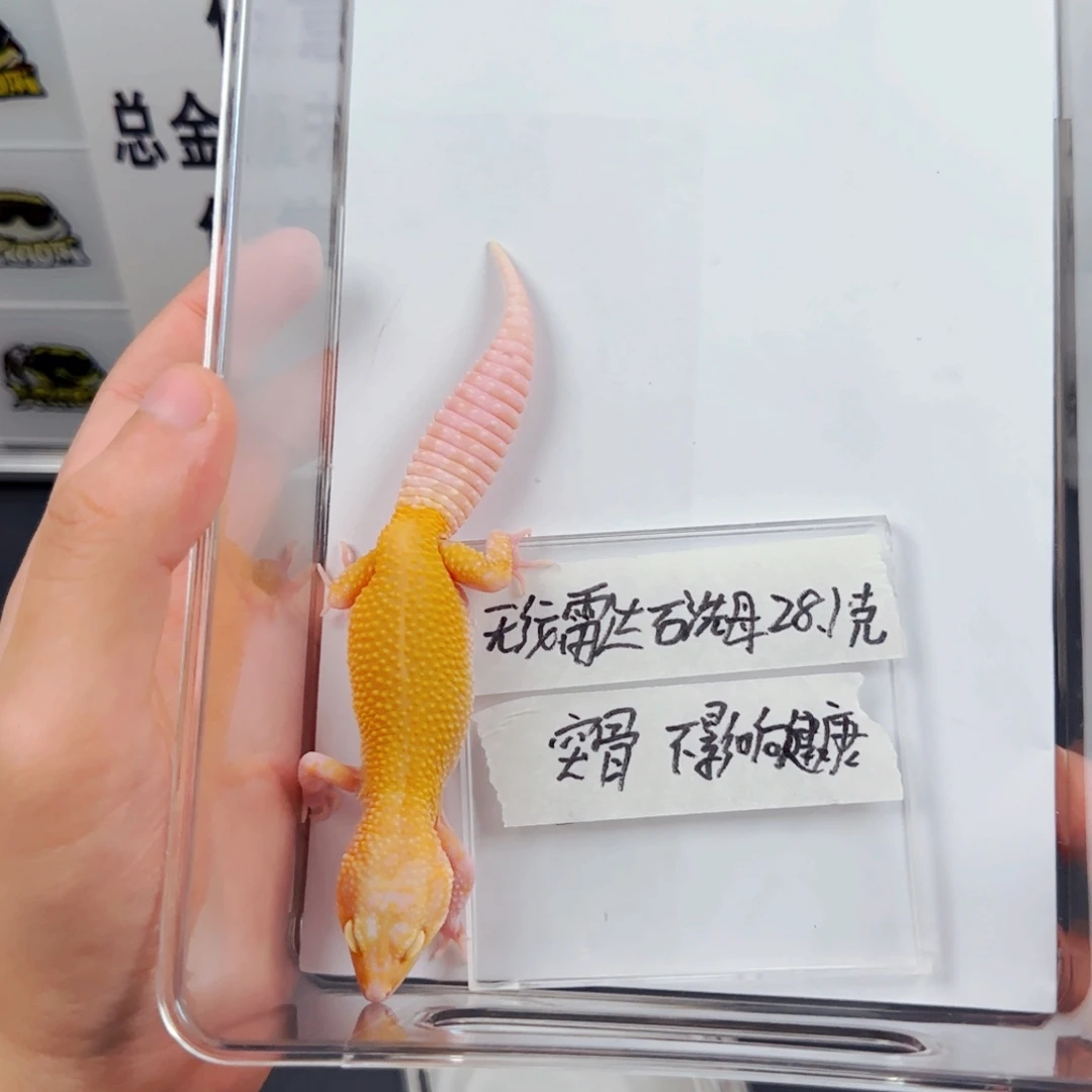 豹纹守宫无纹雷达石洗妹妹