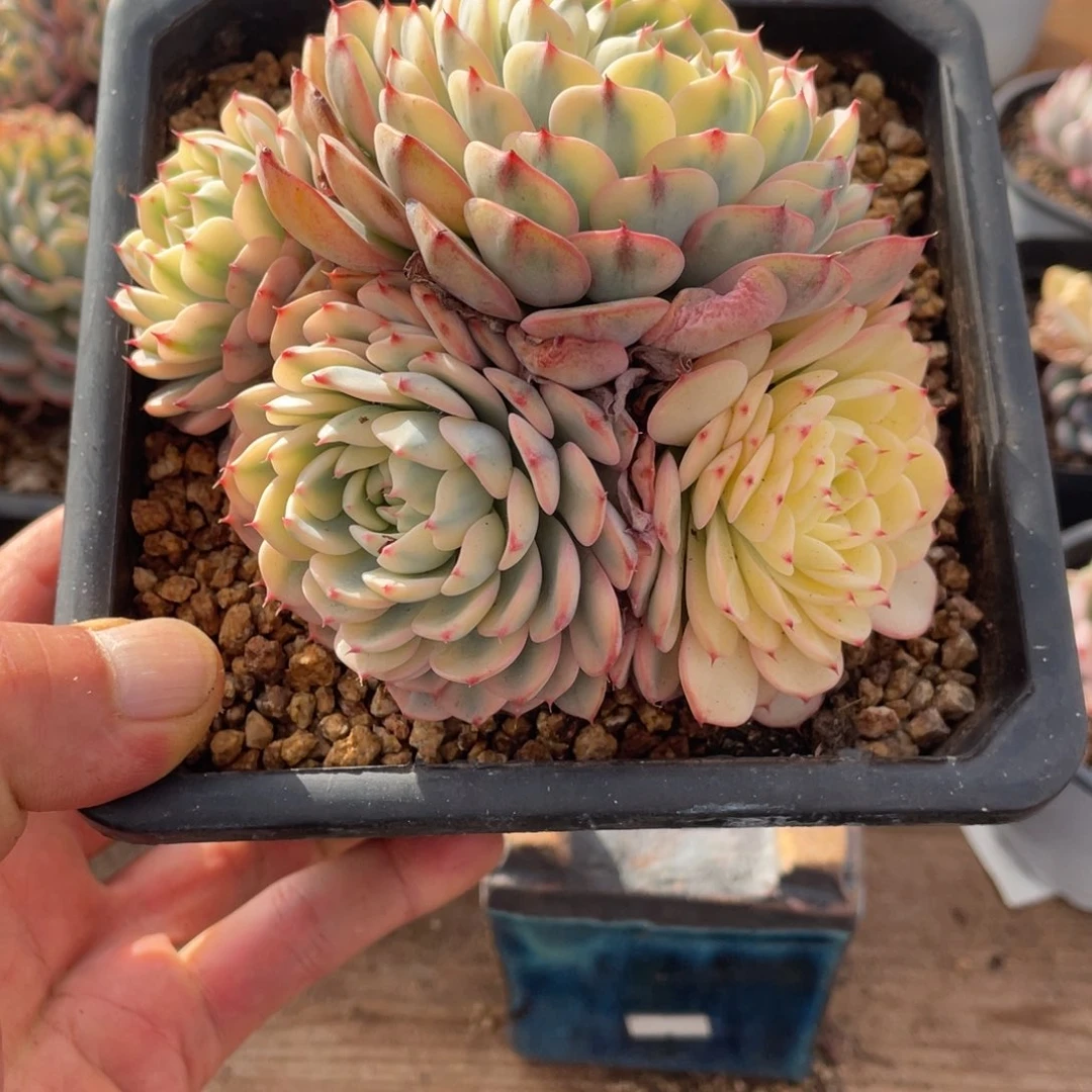 淘多肉姬莲锦一个