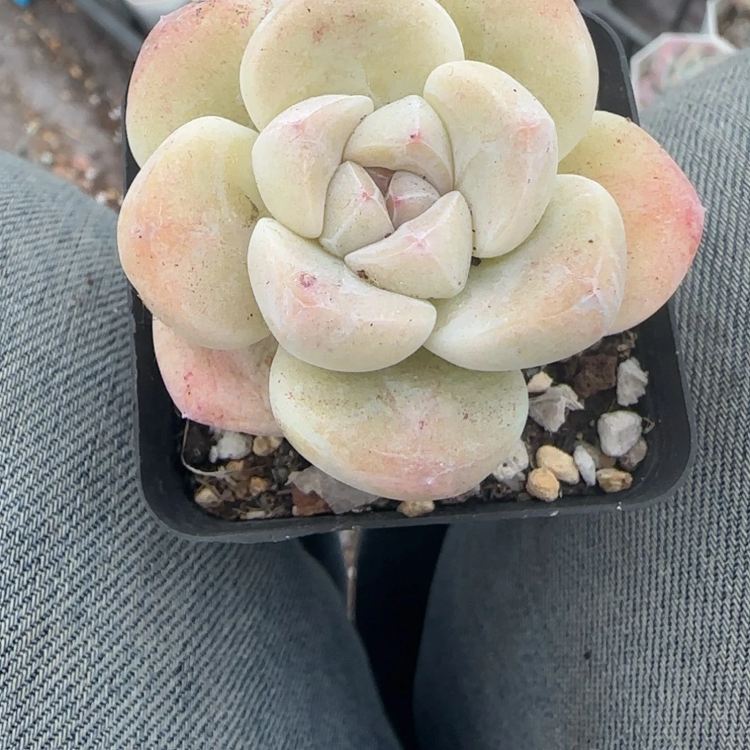 多肉小卡拉米糖心一物一拍