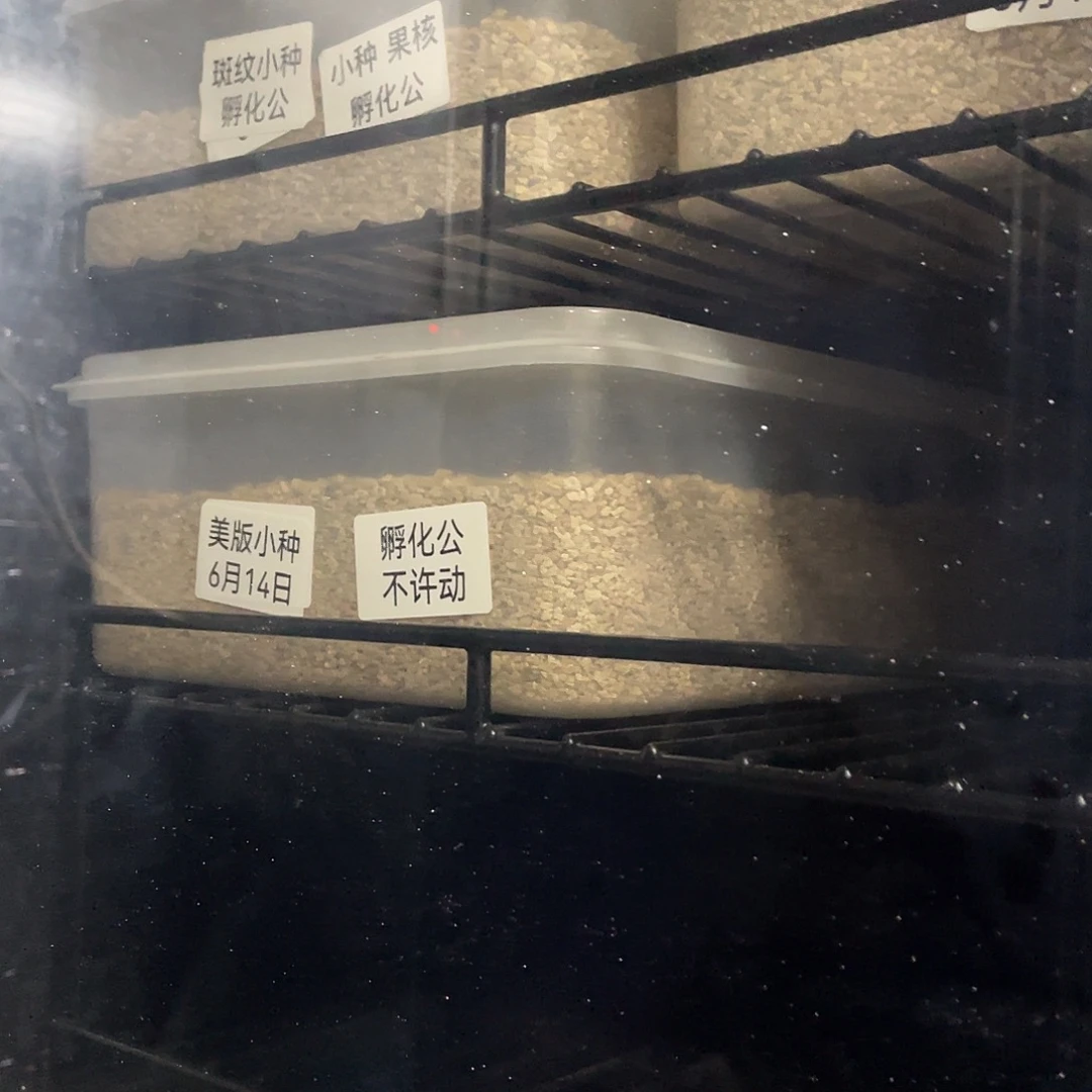宠物龟不分公母预定果核苗包全品