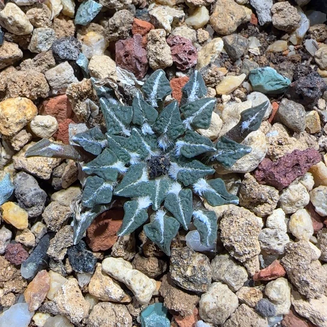 k***90501实生欧输姬牡丹多肉