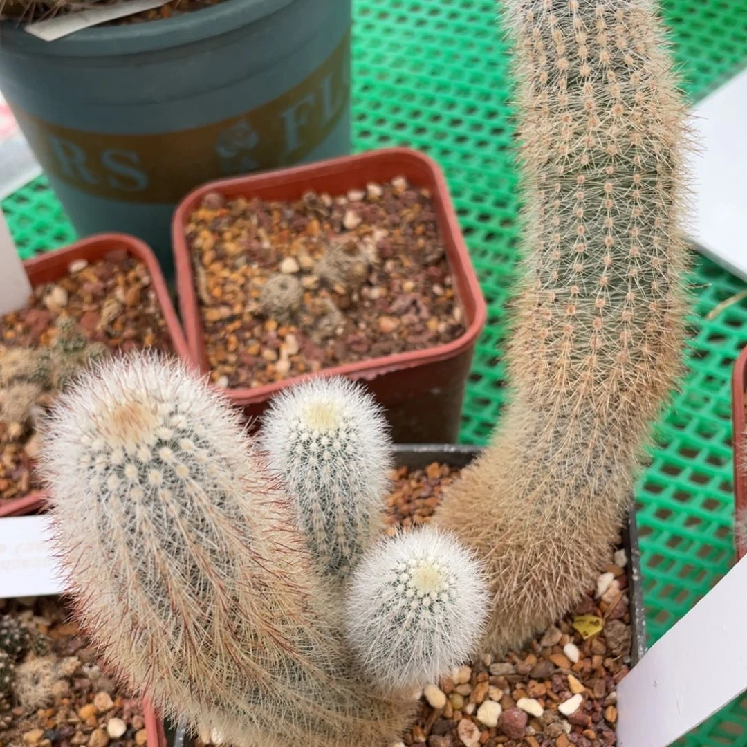 鹿角柱实生仙人球劳虾
