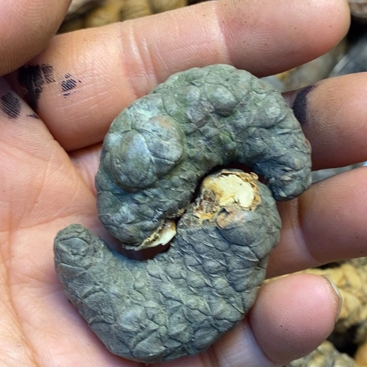 桃核吊坠娜姐你真的71