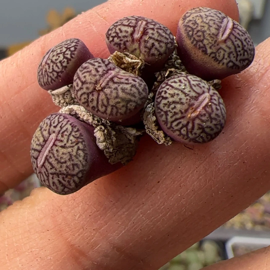 【闪购商品】00000005